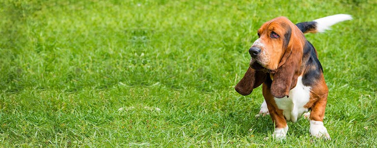How to Scent Train a Basset Hound